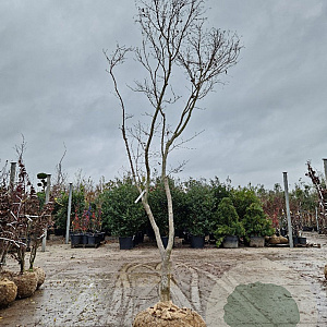 Acer pal. 'Bloodgood' 350-400 cm draadkluit solitair 3-5 tak