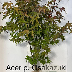 Acer pal. 'Osakazuki' 125-150 cm met kluit extra