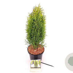 Thuja occ. Totem Smaragd 50-60 cm 2,0L