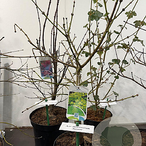 Acer shirasawanum 'Aureum' 40-50 cm met kluit