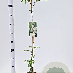 Albizia julibrissin 100-125 cm 3,0L
