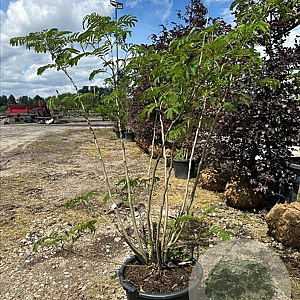 Albizia julibrissin 175-200 cm container meerstammig