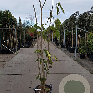 Albizia julibrissin 175-200 cm container meerstammig