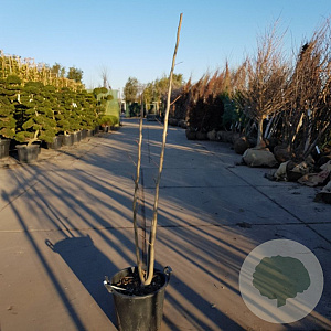 Albizia julibrissin 175-200 cm container meerstammig