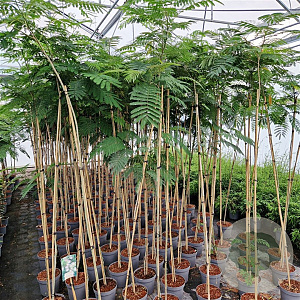 Albizia julibrissin 175-200 cm 7,5L