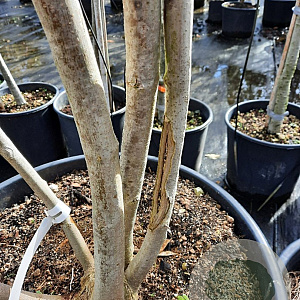 Albizia julibrissin 200-250 cm container meerstammig extra