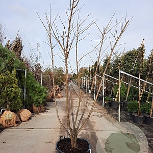 Albizia julibrissin 200-250 cm container struik solitair