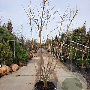 Albizia julibrissin 200-250 cm container struik solitair