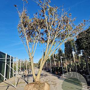 Albizia julibrissin 400-450 cm draadkluit meerstammig Losse kroon