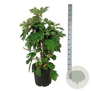 Hydrangea querc. 'Alice' 60-80 cm 30L extra