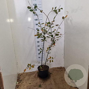 Amelanchier lamarckii 100-125 cm 7,5L solitair