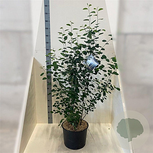 Amelanchier lamarckii 150-175 cm 20L meerstammig