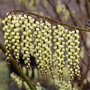 Stachyurus praecox 125-150 cm 30L extra
