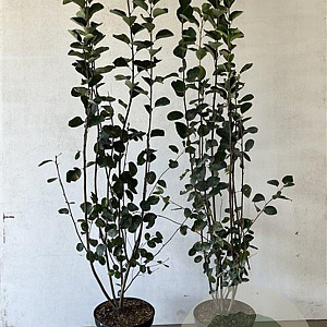 Amelanchier spicata 100-125 cm 7,5L solitair