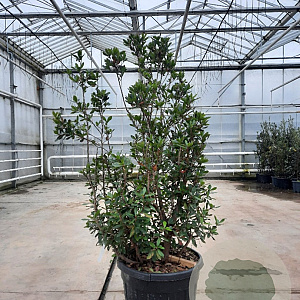 Arbutus unedo 150-175 cm cont. 110L