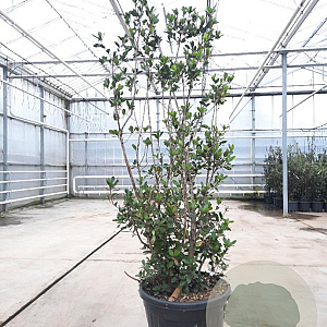 Arbutus unedo 175-200 cm cont. 110L
