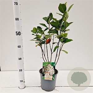 Aronia prunifolia 'Viking' 40-50 cm 2,5L