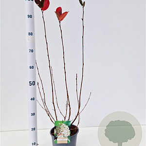 Aronia prunifolia 'Viking' 60-80 cm 3,0L