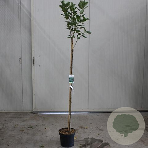 Aronia prunifolia 'Viking' 90 cm stam 10L 3jr.kroon