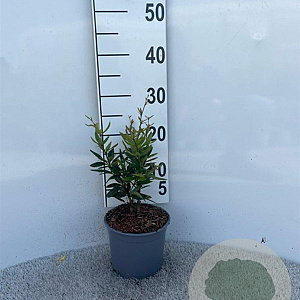 Berberis julianae 25-30 cm 2,0L