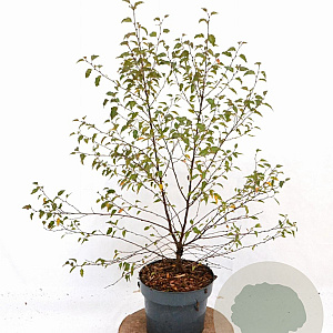 Betula pendula 50-60 cm 3,0L