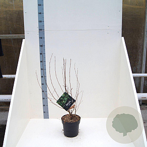 Betula pendula 80-100 cm 6L meerstammig