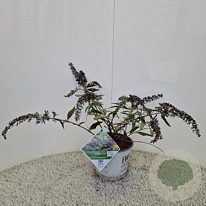 Buddleja Purple Chip 30-35 cm 3,0L
