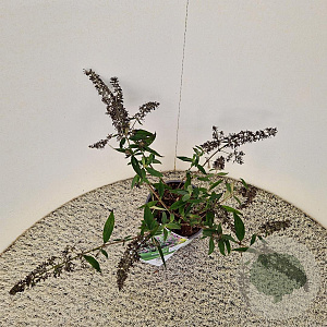 Buddleja Purple Chip 40-45 cm 3,0L