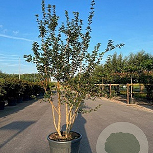 Acer campestre 250-300 cm cont. 90L meerstammig