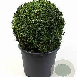 Buxus sempervirens 30 cm 7,5L bol