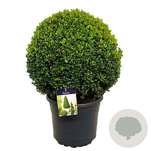 Buxus sempervirens 45-50 cm 18L bol