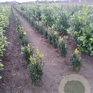 Buxus sempervirens 50-60 cm met kluit