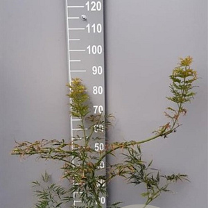 Acer pal. 'Dissectum' 60-80 cm 7,5L