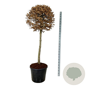 Carpinus betulus 125 cm stam cont. 90L