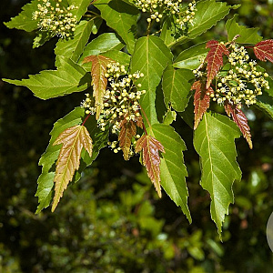Acer tataricum ginnala 200-250 cm cont. 55L meerstammig