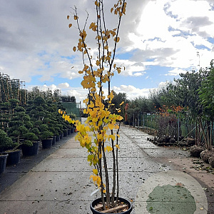 Cercis canadensis 300-350 cm cont. 80L meerstammig