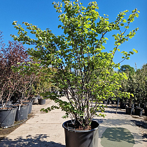 Cercis siliquastrum 175-200 cm container meerstammig