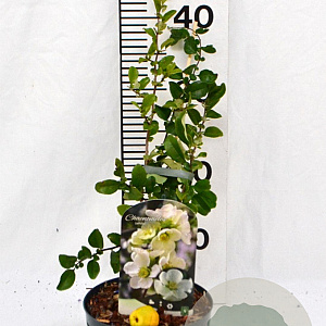 Chaenomeles sup. 'Jet Trail' 30-40 cm 2,0L