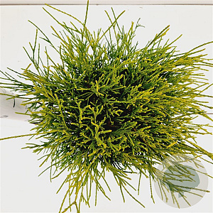 Chamaecyparis p. 'Sungold' 20-30 cm 2,5L