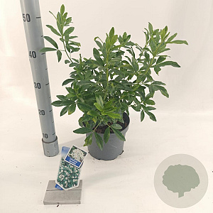Choisya ternata 20-25 cm 3,0L