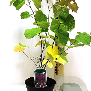 Cercis canadensis 250-300 cm cont. 150L meerstammig