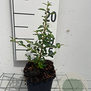 Cotoneaster suec. 'Coral Beauty' GM P9