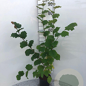 Corylus avellana 100-125 cm 2,0L