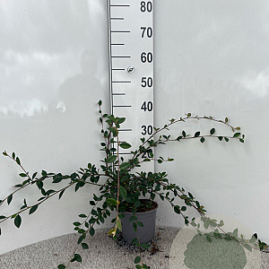 Cotoneaster lacteus 40-60 cm 2,0L