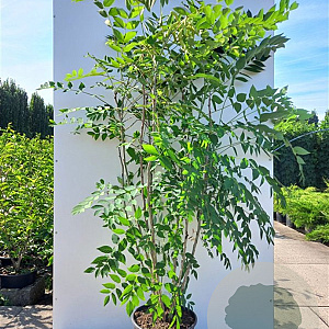 Decaisnea fargesii 125-150 cm met kluit struik