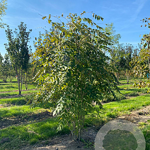 Decaisnea fargesii 175-200 cm met kluit struik