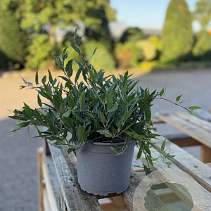 Deutzia gracilis 'Nikko' 20-30 cm 2,0L