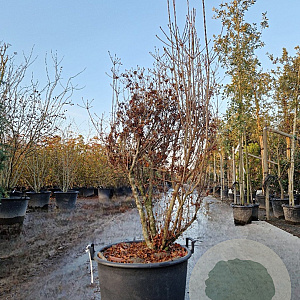 Enkianthus campanulatus 125-150 cm cont. 65L solitair