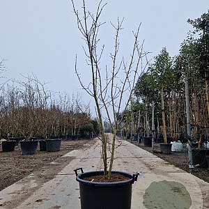 Euonymus europaeus 175-200 cm 50L meerstammig