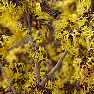 Hamamelis int. 'Pallida' 60-80 cm 5,0L